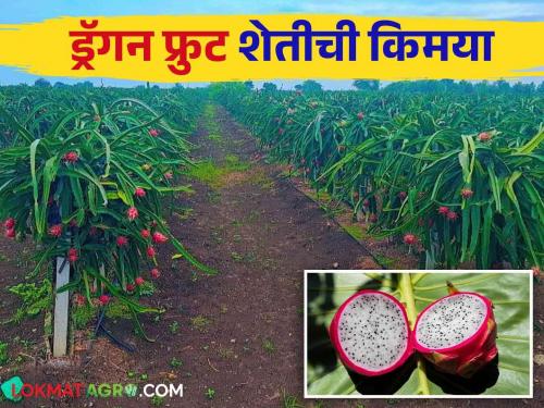 Success Story : The Alchemy of Dragon Fruit Farming | Success Story : शेततळ्यावर फुलवली ड्रॅगन फ्रुटच्या शेतीची किमया