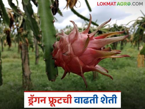 Latest News Dragon fruit cultivation has increased in Nandurbar district, sales from fields | Dragon fruit Farming : नंदुरबार जिल्ह्यात ड्रॅगन फ्रुट लागवड वाढली, थेट बांधावरूनच होतेय विक्री 