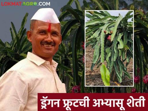 Deshmukh planted dragon fruit by side up the grape crop and now earns so much a year | द्राक्ष पिकाला फाटा देत देशमुखांनी केली ड्रॅगन फ्रूटची लागवड वर्षाला करतायत आता इतकी कमाई