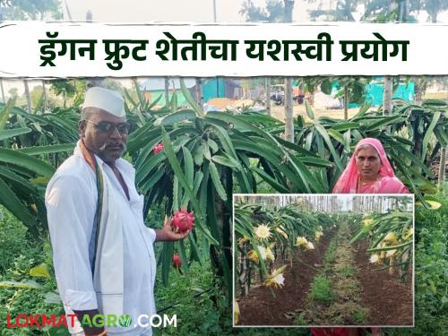 Latest News Dragon Fruit Farming Mangalatai sathe of flourished dragon fruit farming, earning lakhs of rupees annually see details  | Dragon Fruit Farming : एरंडगावच्या मंगलाताईंनी फुलवली ड्रॅगनफ्रूटची शेती, वर्षांकाठी लाखोंचं उत्पन्न 