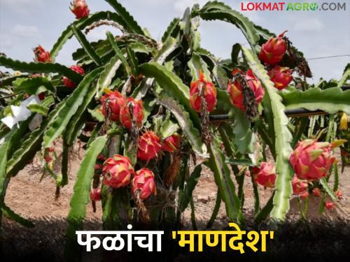 Emphasis on experimental agriculture to overcome drought; Man's Changing 'Crop Pattern' | दुष्काळावर मात करत प्रयोगशील शेतीवर भर; माणदेशाचा बदलता 'क्रॉप पॅटर्न'