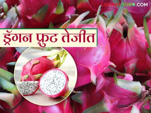 Dragon Fruit Bajar Bhav : Vietnam's dragon fruit enters the market; How is it getting the price? | Dragon Fruit Bajar Bhav : चक्क व्हिएतनामच्या ड्रॅगन फ्रुटची बाजारात एंट्री; कसा मिळतोय दर