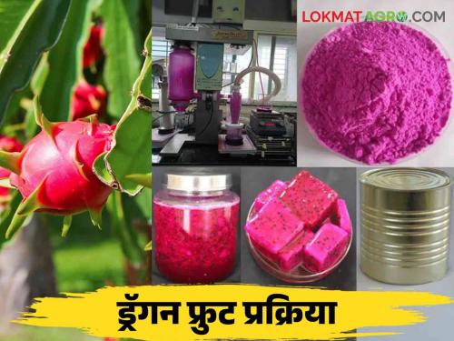 Dragon Fruit : How to make various processed products from dragon fruit? Read in detail | Dragon Fruit : ड्रॅगन फ्रुटपासून कसे बनवाल विविध प्रक्रियायुक्त पदार्थ? वाचा सविस्तर