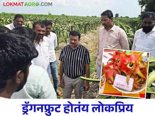 Dragon Fruit Farming : Where sorghum and pearl millet were growing there dragon fruit cultivation flourished | Dragon Fruit Farming : जिथं ज्वारी, बाजरी पिकत होती तिथं फुलवली ड्रॅगनफ्रुट्सची शेती