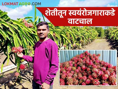 Dragon Fruit: A highly educated young man flourished a dragon fruit garden without looking for a job | Dragon Fruit : उच्चशिक्षित तरुणाने नोकरीच्या मागे न लागता वालसावंगीत फुलवला ड्रॅगन फ्रुटचा मळा; लाखोंची करतोय कमाई वाचा सविस्तर