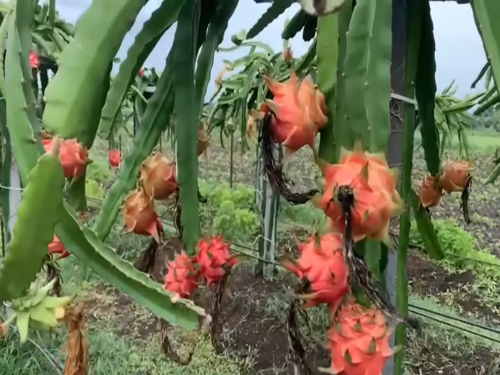 Dragon fruit farming flourished in Dongaon, big increase in income! | डोणगावात फुलली ड्रॅगन फ्रुटची शेती, उत्पन्नात मोठी वाढ!