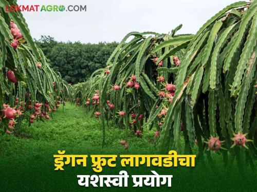 Latest News Dragon fruit farming in paddy belt, farmer in Gondia has planted dragon fruit in 10 acres. | Dragon Fruit Farming : धानाच्या पट्ट्यात ड्रॅगन फ्रुट शेती, गोंदियातील शेतकऱ्याने १० एकरात फुलविली ड्रॅगनफ्रूटची बाग