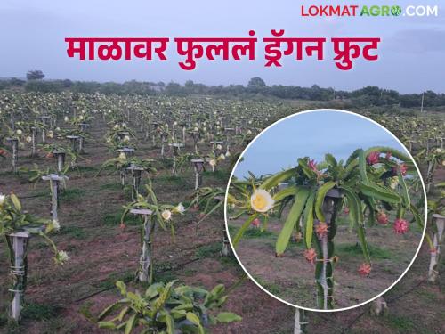 Retired engineer's determination grew dragon fruit on rocky and barren land | सेवानिवृत्त अभियंत्याची जिद्द खडकाळ व पडीक जमिनीवर पिकवलं ड्रॅगन फ्रूट