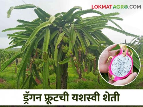 Farmer Success Story: Farming Service after medical service, successful dragon fruit farming | Farmer Success Story वैद्यकीय सेवेनंतर लाल मातीची सेवा, ड्रॅगनफ्रूटची यशस्वी शेती