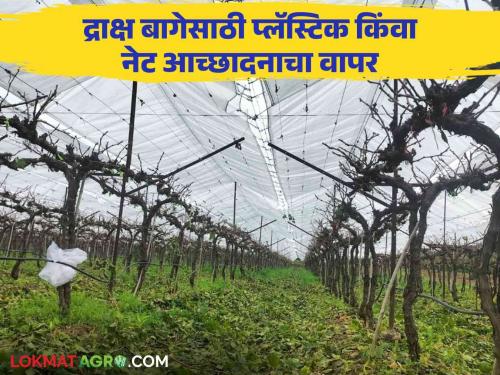 Latest News Grape Crop cover is beneficial for protecting grape farming vineyard from rain, read in detail  | Crop Cover Grape : पावसापासून द्राक्ष बागेच्या संरक्षणासाठी क्रॉप कव्हर फायदेशीर, वाचा सविस्तर 