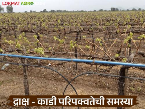 Latest news Grape Farming Learn in detail what to do to ensure grape ripening in vineyard | Grape Farming : द्राक्ष बागेतील काडी परिपक्वतेसाठी काय कराल, जाणून घ्या सविस्तर 