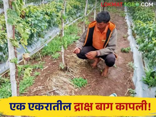 Latest News Agriculture News Grape trees were cut down by unknown persons, huge loss of farmer in Chandwad | Agriculture News : कर्ज काढून द्राक्षबाग फुलवली, पण अज्ञातांनी बागच कापली, शेतकऱ्यावर आभाळचं कोसळलं!