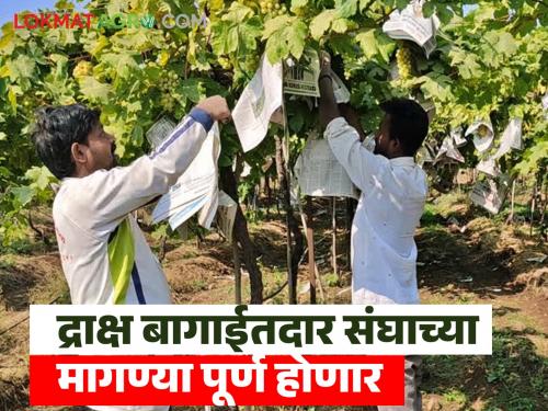 latest news Grape Crop Insurance Scheme to be launched at one rupee, says dcm ajit pawar | एक रुपयात द्राक्ष पीक विमा योजना सुरु होणार? द्राक्ष बागायतदार संघाच्या मागणीला यश येणार 