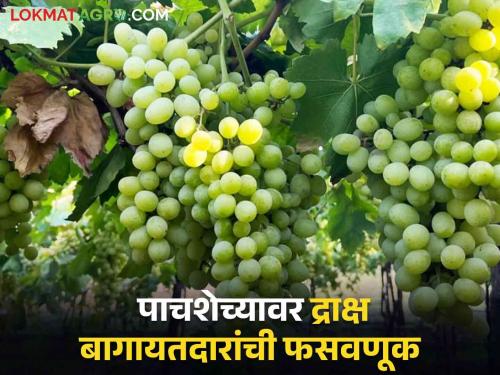 Latest News Grape Exporters Fraud cheated grape producers of 50 crores in maharashtra Read in detail  | Grape Exporters Fraud : द्राक्ष उत्पादकांची 50 कोटींची फसवणूक करणारे 'ते' व्यापारी कोण? वाचा सविस्तर 