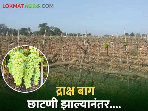 latest news How to manage rough pruning and early ripening grape farms Read in detail  | Grape Farming : खरड छाटणी आणि लवकर झालेल्या द्राक्ष बागांचे व्यवस्थापन कसे कराल? वाचा सविस्तर 