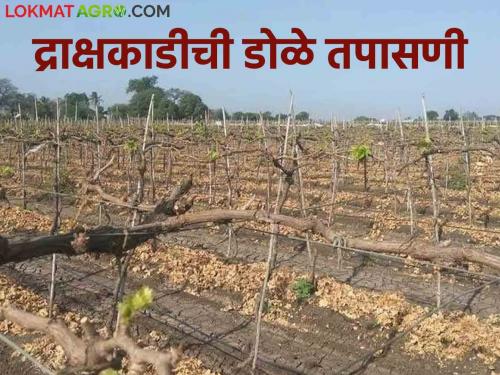 Latest News Grape Crop Management Inspection of microscopic production of grape stalks Know in detail  | Grape Crop Management : द्राक्षबागेतील काडीची डोळे तपासणी का गरजेची? जाणून घ्या सविस्तर 