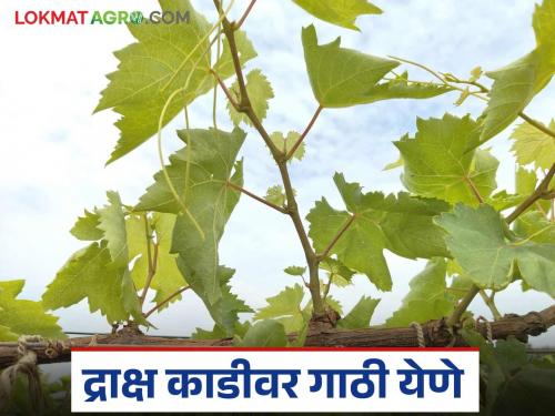 Latest News Grape Farming causes and remedies for knots on grape vines Learn in detail | द्राक्ष काडीवर गाठी येण्याची कारणे, उपाय काय आहेत? जाणून घ्या सविस्तर 