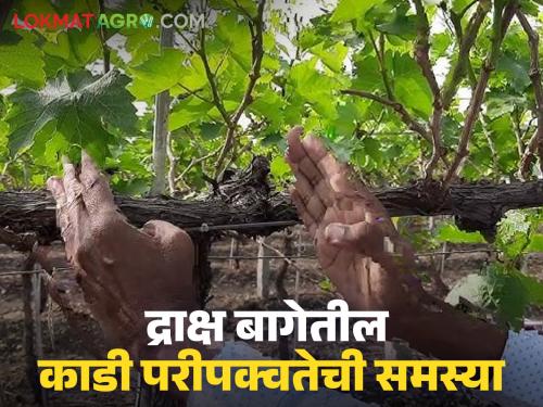 Latest News Grape Crop Management how grow cane in maturity stage of grape crop Know in detail  | Grape Crop Management : द्राक्ष बागेतील काडी परीपक्वतेसाठी काय उपाययोजना कराल? जाणून घ्या सविस्तर 