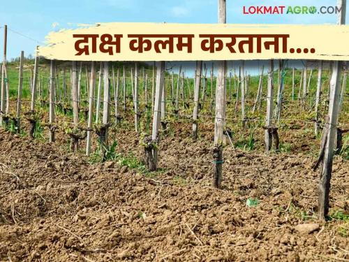 Latest news Grape grafting process before planting, know in detail | Grape Grafting : द्राक्ष कलम करताना काय काळजी घ्यावी? जाणून घ्या सविस्तर 