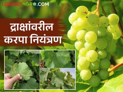 Latest News Draksh Karpa Niyatran How to control grapevine blight in grape Farm Read in detail | Draksh Karpa : द्राक्ष बागेवरील करपा रोगाचे नियंत्रण कसे कराल? वाचा सविस्तर 