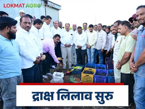 Latest News Grape buying and selling centers at two places in Niphad taluka, see details | Grape Market Yard : निफाड तालुक्यात दोन ठिकाणी द्राक्षमणी खरेदी-विक्री केंद्र सुरू, वाचा सविस्तर