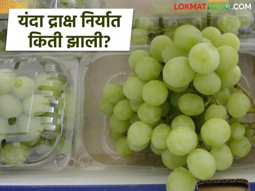 Latest News Draksh Niryat How much grape export from Nashik district in 2025 | यंदा द्राक्ष निर्यात किती झाली? परकीय चलन किती आले? भाव कसा मिळाला? 