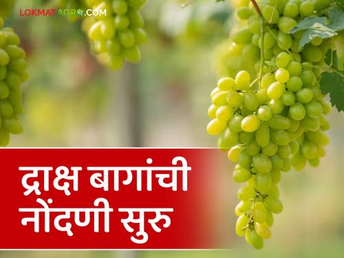 Latest News Registration of Exportable grape farming Begins, Nashik Farmers Called for Registration  | Grape Farming : निर्यातक्षम द्राक्षबागांच्या नोंदणीला सुरवात, नाशिकच्या शेतकऱ्यांना नोंदणीसाठी आवाहन 