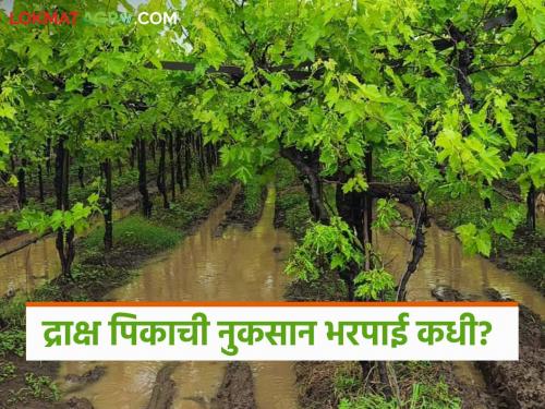 Grape growers who suffered losses due to unseasonal rains will soon receive assistance. | अवकाळी पावसामुळे ज्या द्राक्ष बागायतदार शेतकऱ्यांचे नुकसान झाले त्यांना लवकरच मदत