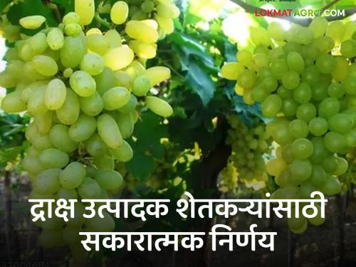 Latest News Agriculture News Meeting in Ministry to get insurance protection, compensation and subsidy for grape farmers | Agriculture News : द्राक्षपिकांना शेतमालाचा दर्जा, नुकसान भरपाई व अनुदान मिळणार, द्राक्ष उत्पादकांना आश्वासन 