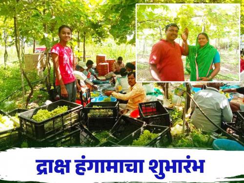 Draksh Bajar Bhav : On Diwali, this farmer's grapes entered the market How did he get the price per box? | Draksh Bajar Bhav : ऐन दिवाळीत या शेतकऱ्याची द्राक्षे बाजारात दाखल कसा मिळाला पेटीला दर