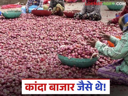 Latest news Kanda Bajarbhav Onion prices down again in solapur see lasalgaon kanda market | सोलापूर कांदा मार्केटला पुन्हा दर खाली आले, लासलगाव मार्केटमध्ये काय दर मिळाला? 