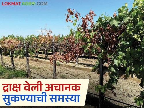 Latest News Draksh vel Sukane farmers experiencing problem with grape farms suddenly drying up Read in detail | Draksh Veli Sukane : द्राक्ष वेली अचानक सुकण्याची समस्या येत असेल काय कराल? वाचा सविस्तर 