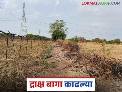 Seven hundred acres of grape orchard destroyed in this taluka of Solapur district; Read in detail | सोलापूर जिल्ह्यातील या तालुक्यात तब्बल सातशे एकर द्राक्ष बागा उद्ध्वस्त; वाचा सविस्तर