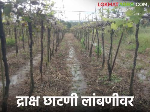 Pruning of grapes delay Signs of grapes coming to the market at the same time this year | द्राक्ष छाटणी रखडली यंदा एकाच वेळी द्राक्षे बाजारात येण्याची चिन्हे