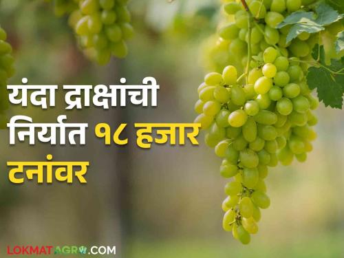 Grape Export : Export of grapes from Sangli to twenty five countries increased by 834 tons | Grape Export : सांगलीतून पंचवीस देशांमध्ये होते द्राक्ष निर्यात ८३४ टनांनी निर्यात वाढली