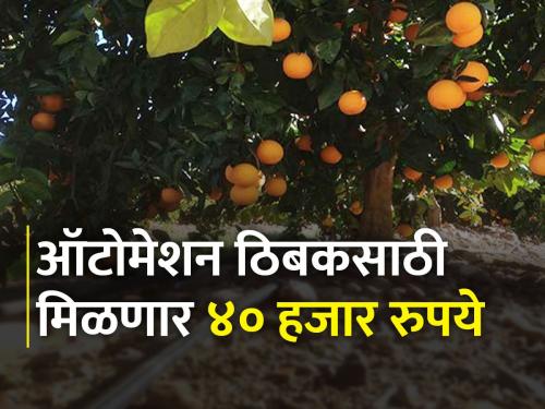 40 thousand rupees subsidy per hectare for automatic drip irrigation system for fruit crops | शेतकऱ्यांनो, फळबागांना ऑटोमेशन ठिबक केलंय? शासन देतंय ४० हजाराचं अनुदान