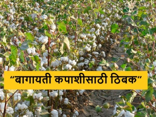 Latest News Drip irrigation method is beneficial for summer horticulture cotton | पाणी कमी आहे, मग उन्हाळी बागायती कापसासाठी ठिबक सिंचन पद्धत फायदेशीर 