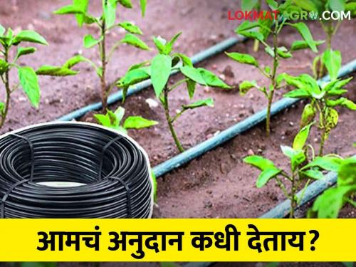 Two crores subsidy of drip irrigation was stopped in the Jat taluka farmers | Thibak Anudan जत तालुक्यात ठिबकचे दोन कोटीचे अनुदान थकले