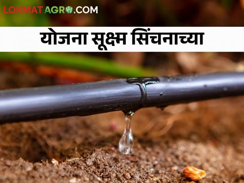 For drip irrigation How much Subsidy to get and where to apply | ड्रीप करताय? किती मिळेल अनुदान आणि कुठे कराल अर्ज