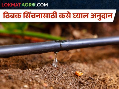 Get subsidy for drip, sprinkler irrigation; Where to apply? | ठिबक, तुषार सिंचनासाठी अनुदान घ्या; कुठे कराल अर्ज?