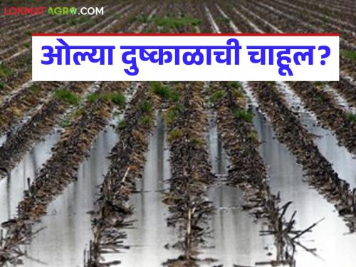 latest news Drought Alert: 47.84% rainfall in Chhatrapati Sambhajinagar; Warning of wet drought! Read in detail | Drought Alert : छत्रपती संभाजीनगरमध्ये ४७.८४% आणेवारी; ओल्या दुष्काळाची चाहूल! वाचा सविस्तर