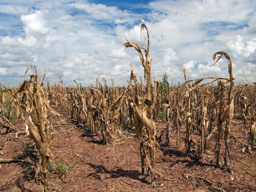 Is September likely to be dry? | सप्टेंबरही कोरडाच जाण्याची शक्यता?