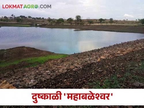 This drought affected taluka fall more rain than Mahabaleshwar | ह्या दुष्काळी तालुक्यात पडला महाबळेश्वरपेक्षा जास्त पाऊस