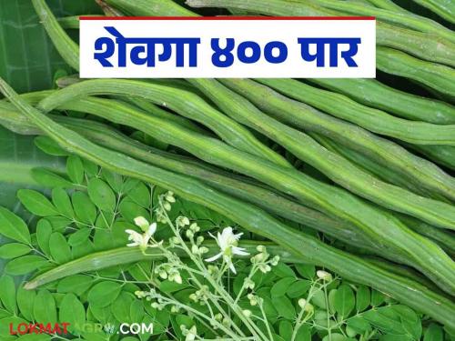 Shevga Market Rate: What is the price of eating Shevga in the market? Read detailed sevga market prices | Shevga Market Rate : बाजारात शेवगा खातोय का भाव? वाचा सविस्तर शेवगा बाजारभाव