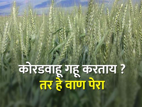 Which variety to choose for dryland wheat cultivation? | कोरडवाहू गहू लागवडीसाठी कोणते वाण निवडाल?