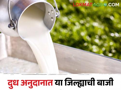 Solapur received Rs.95 crore as milk subsidy | सोलापूरला दुध अनुदानाचे पावणेनऊ कोटी रुपये मिळाले
