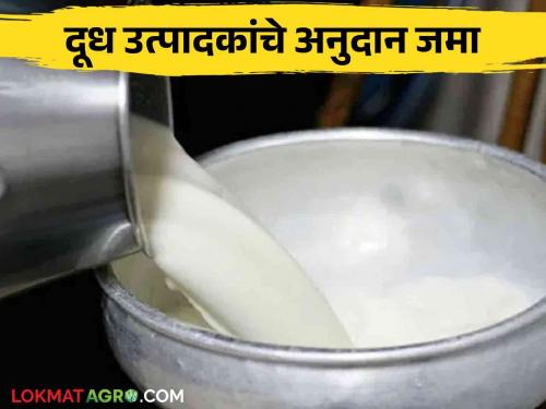 Dudh Anudan : 144.84 crore subsidy deposited in the account of 34 lakh milk producers in the state | Dudh Anudan : राज्यातील ३४ लाख दूध उत्पादकांच्या खात्यावर १४४.८४ कोटी अनुदान जमा