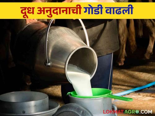 Dudh Anudan: Will the proposal of 590 new milk institutions from across the state get subsidy in your district? | Dudh Anudan : राज्यभरातून नव्याने ५९० दूध संस्थांचे प्रस्ताव तुमच्या जिल्ह्यात मिळणार का अनुदान?