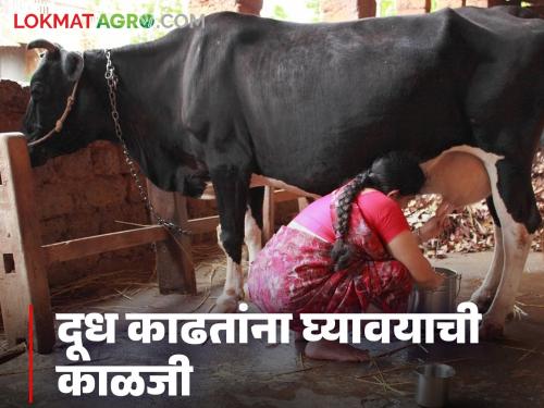 Latest News Dairy Farming Keep these four things in mind while milking cows and buffaloes, know in detail | Dairy Farming : गायी-म्हशींचे दूध काढतांना 'या' चार गोष्टी लक्षात ठेवा, जाणून घ्या सविस्तर 