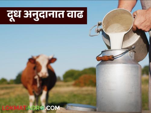 Latest news Milk Subsidy Relief to milk producers, now Rs 7 subsidy for cow's milk, read in detail  | Milk Subsidy : दूध उत्पादकांना दिलासा, आता गायीच्या दुधाला सात रुपयांचे अनुदान, वाचा सविस्तर 